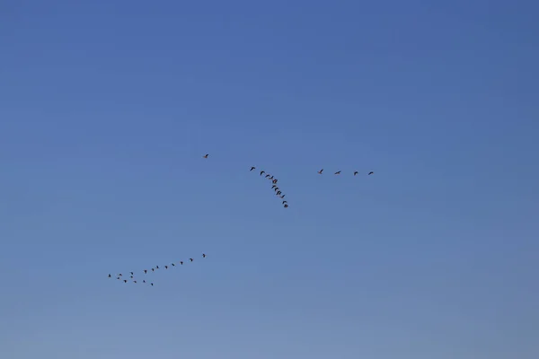 Tiro Ângulo Baixo Bando Pássaros Voando Sob Céu Azul Claro — Fotografia de Stock