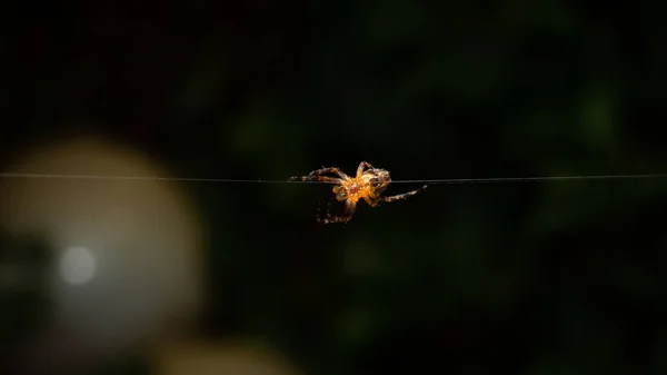 Egy Európai Kerti Pók Közelsége Fények Alatt Sötét Homályos Háttérrel — Stock Fotó