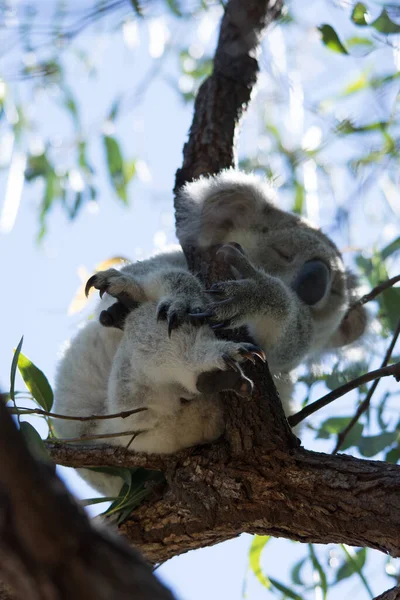 Colpo Basso Angolo Del Koala Carino Scivolando Sull Albero — Foto Stock