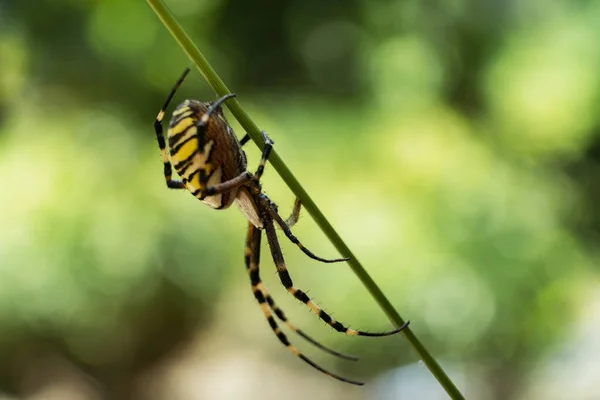 一只黄色花园蜘蛛在阳光下田野的树枝上的特写镜头 — 图库照片
