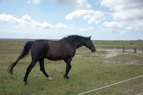 Eine Schöne Aufnahme Eines Braunen Pferdes Auf Einem Feld — Stockfoto