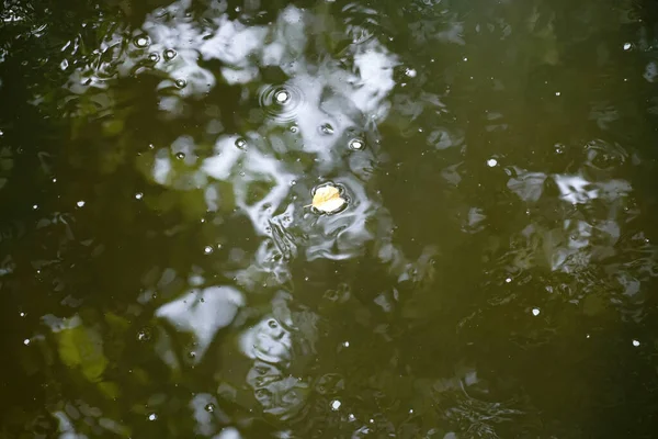Ein Gelbes Blatt Wasser Während Des Regens — Stockfoto