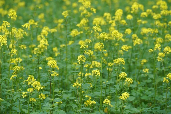 フィールド内の黄色のマスタードの花の選択的なフォーカスショット — ストック写真