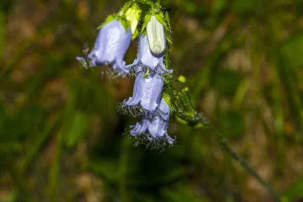 一种有选择性的集中拍摄植物中的花的镜头 这种植物叫做胡须铃花 — 图库照片