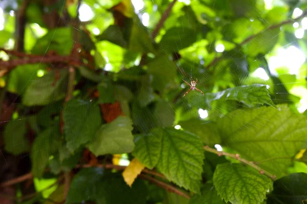 Ένα Κοντινό Πλάνο Μιας Αράχνης Στο Διαδίκτυο Ένα Θολό Πράσινο — Φωτογραφία Αρχείου