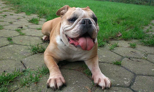 Primer Plano Lindo Bulldog Inglés Marrón Parque —  Fotos de Stock