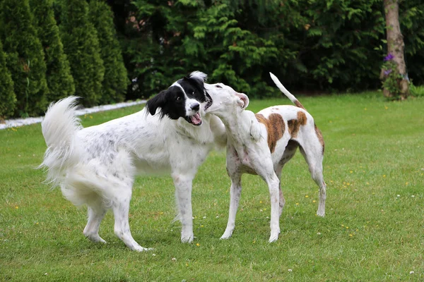 Due Cani Aggressivi Litigano Mordono Parco — Foto Stock