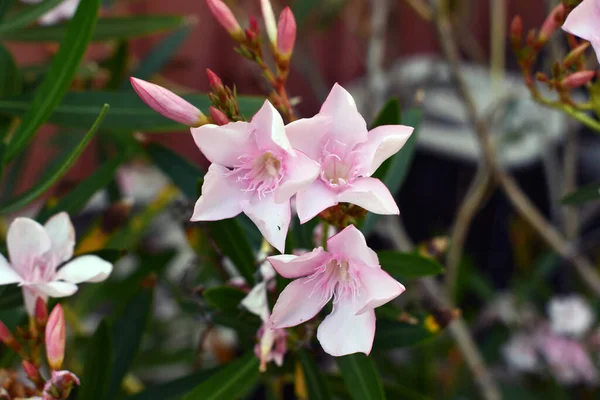 Selektywny Strzał Ostrości Pięknych Lekkich Różowych Kwiatów Oleander — Zdjęcie stockowe