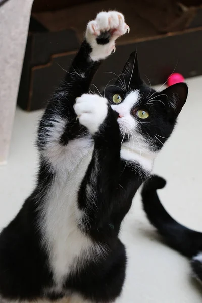 Colpo Verticale Gatto Bianco Nero Che Gioca Con Zampe — Foto Stock