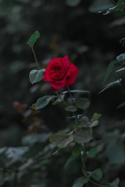 Colpo Fuoco Selettivo Verticale Una Rosa Rossa Brillante Fiorente — Foto Stock