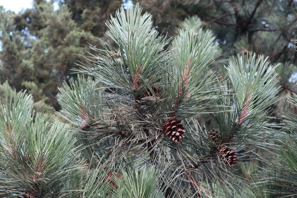 Closeup Pine Tree Branches Leaves Outdoors Daylight — Stock Photo, Image