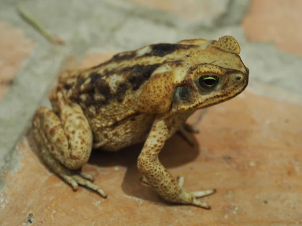 배경이 두꺼비의 클로즈업 — 스톡 사진