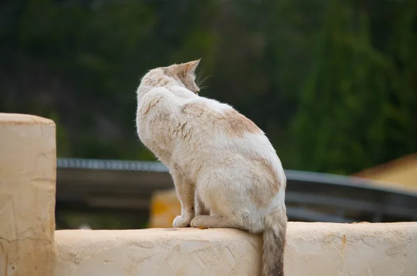 Симпатичная Белая Кошка Сидит Каменной Границе Моста — стоковое фото