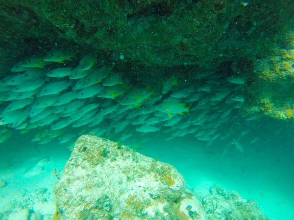 Amazing Shot Underwater Life Belize Turneffe Atoll — Zdjęcie stockowe