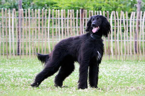 Egy Bolyhos Magas Fekete Kutya Áll Parkban — Stock Fotó