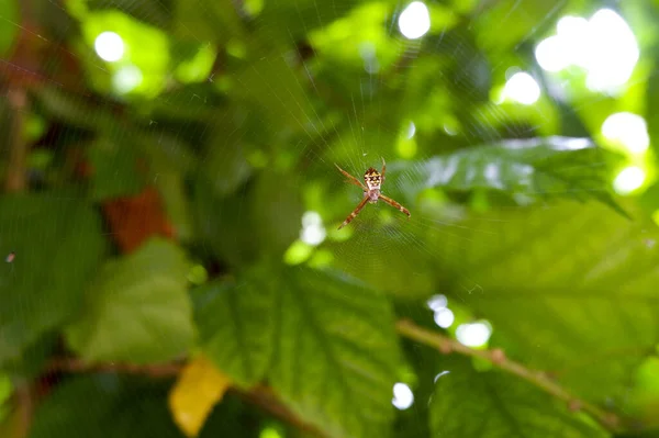 Primer Plano Una Araña Tela Sobre Fondo Verde Borroso — Foto de Stock