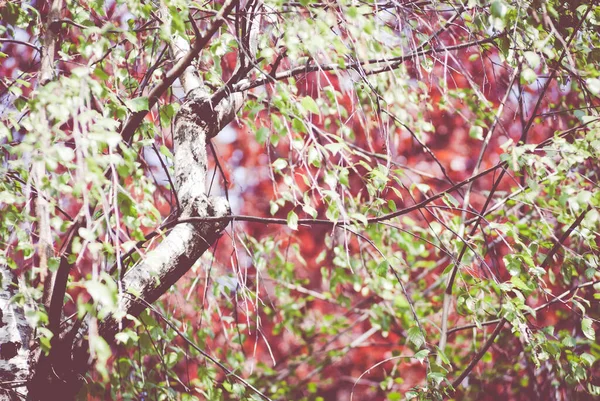 Ένα Κοντινό Πλάνο Από Κλαδιά Δέντρων Θολή Φόντο — Φωτογραφία Αρχείου