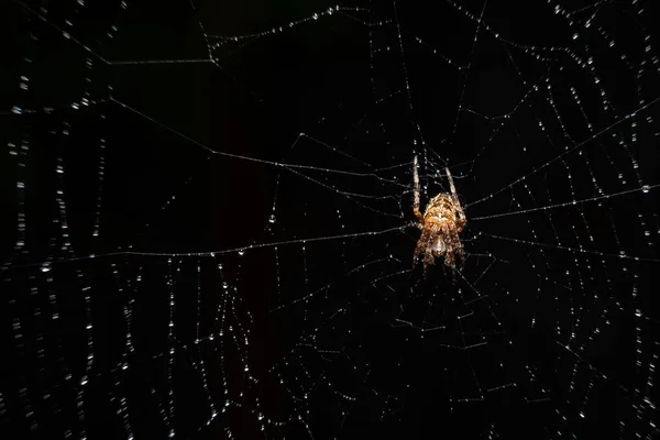 暗い背景に光の下でヨーロッパの庭のクモの閉鎖 — ストック写真