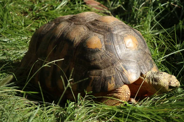 Närbild Vacker Stor Sköldpadda Ett Fält — Stockfoto