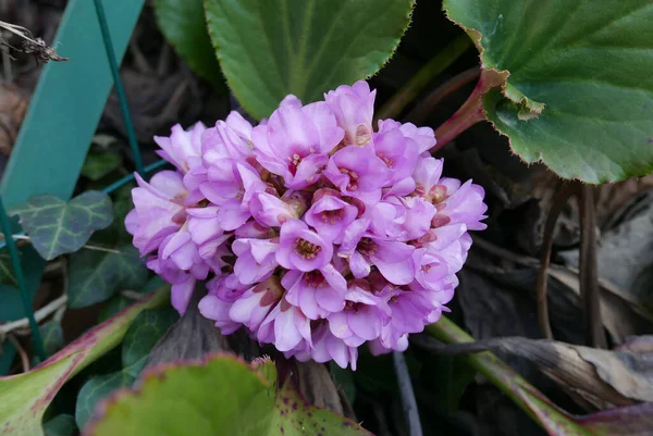 Tiro Close Foco Seletivo Flores Badan Rosa Jardim — Fotografia de Stock
