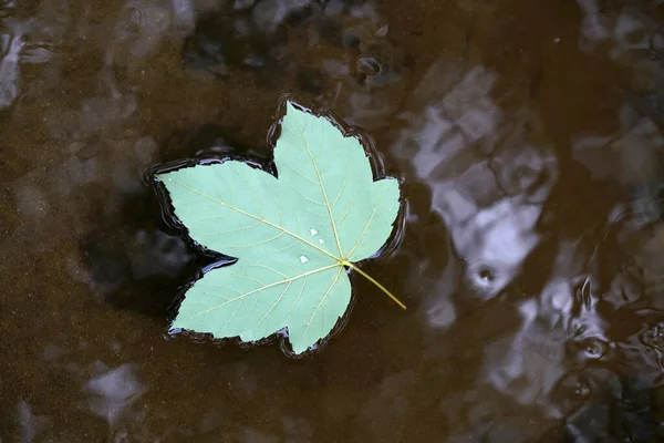 Top View Single Leaf Water — Stock Photo, Image