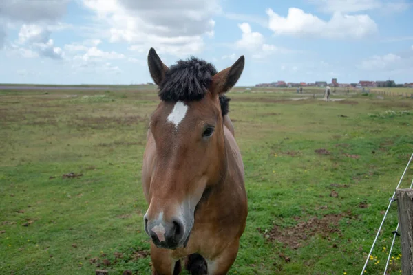 Tiro Close Belo Cavalo Marrom Com Uma Mancha Branca Campo — Fotografia de Stock