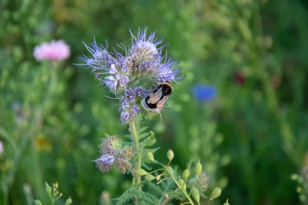Селективный Снимок Маленькой Пчелы Цветке Фаселии — стоковое фото