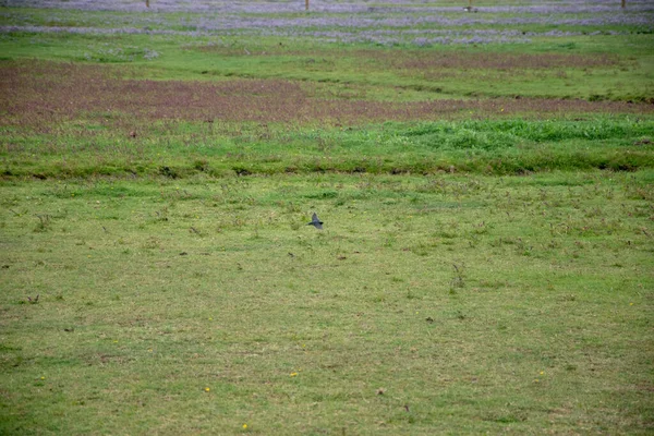 Primer Plano Pájaro Volando Sobre Campo Verde —  Fotos de Stock