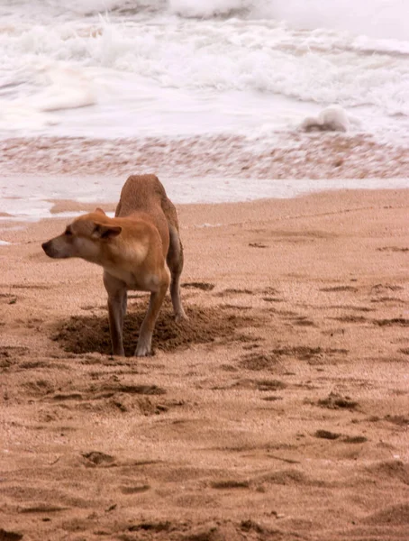 Een Verticaal Schot Van Een Metgezel Hond Het Zand Het — Stockfoto