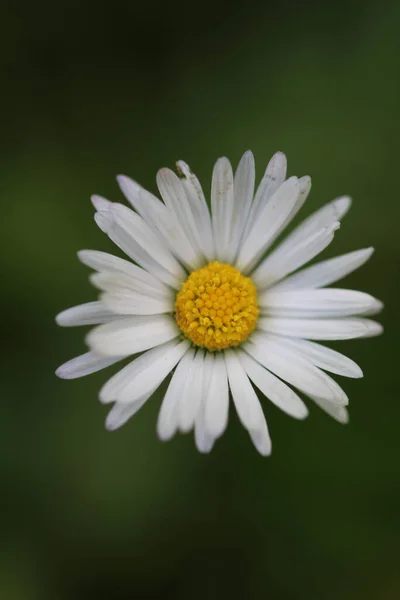 Μια Κάθετη Επιλεκτική Φωτογραφία Ενός Λευκού Λουλουδιού Daisy — Φωτογραφία Αρχείου
