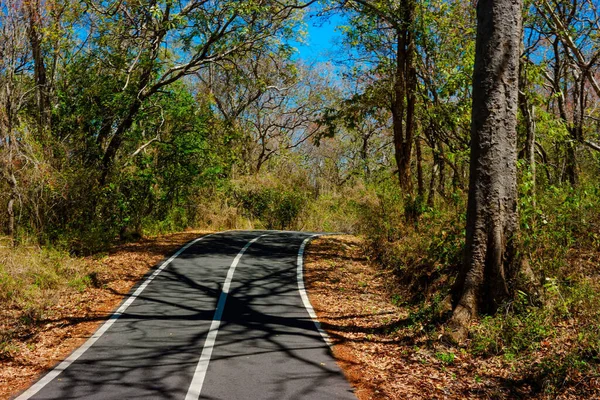 Una Strada Campagna Asfaltata Costeggiata Erbe Alberi Cespugli Una Giornata — Foto Stock