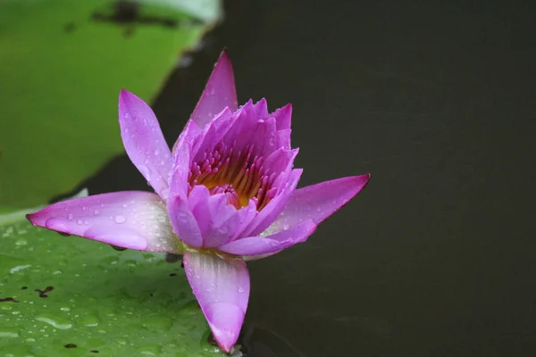 粉色莲花在水中的特写镜头 — 图库照片