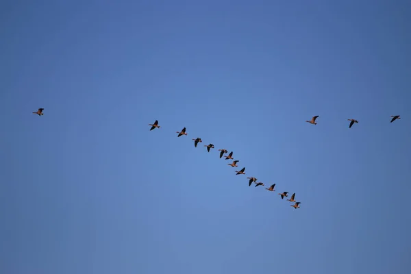 Низькокутний Знімок Птахів Літають — стокове фото