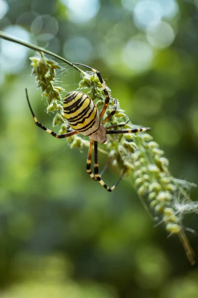 太陽の光の下でフィールド内の枝に黄色の庭のクモの垂直ショット — ストック写真