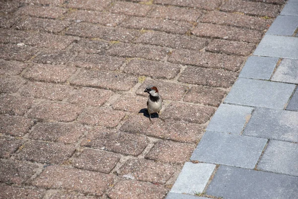 Plan Angle Élevé Petit Oiseau Perché Dans Une Rue — Photo