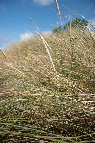 Een Verticaal Schot Van Hoog Gras Zwaaiend Een Veld — Stockfoto