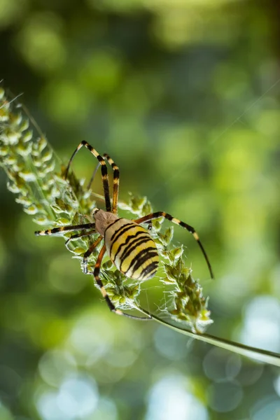 Een Verticaal Shot Van Een Gele Tuin Spin Een Aftakking — Stockfoto