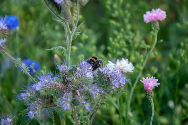 Primer Plano Abejorro Polinizando Una Flor Cardo Púrpura — Foto de Stock