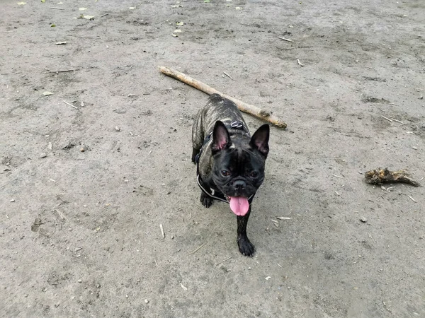 Closeup Black French Bulldog — Stock Photo, Image