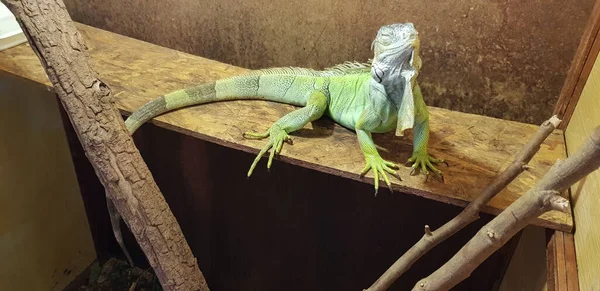 Zbliżenie Ujęcie Dużego Zielonego Iguana — Zdjęcie stockowe