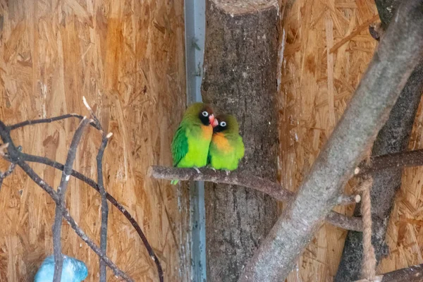 Primo Piano Simpatici Piccioncini Uno Zoo — Foto Stock