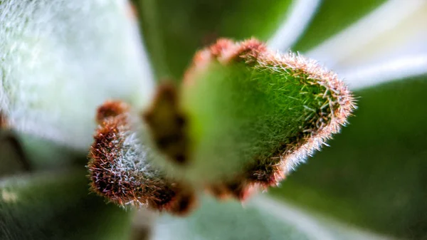 Tiro Macro Folha Kalanchoe Tomentosa — Fotografia de Stock