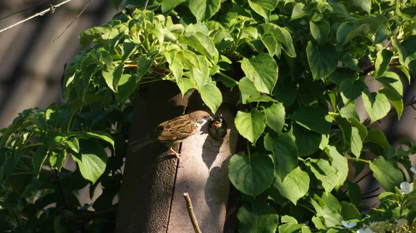 Primer Plano Pájaros Pajarito — Foto de Stock