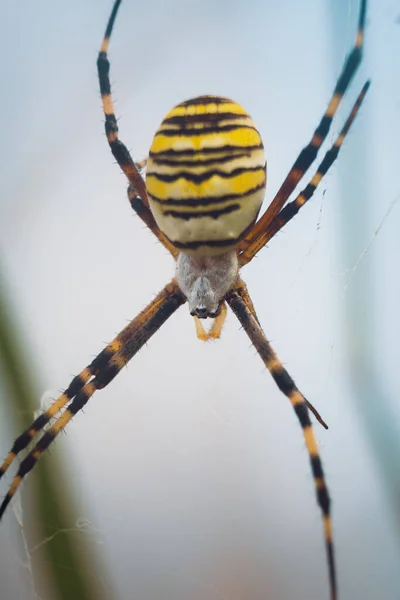 Μια Κάθετη Λήψη Μιας Κίτρινης Αράχνης Στον Ιστό Θολό Φόντο — Φωτογραφία Αρχείου