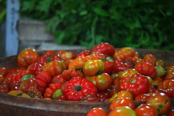 Una Pila Tomates Recién Cosechados Mercado —  Fotos de Stock