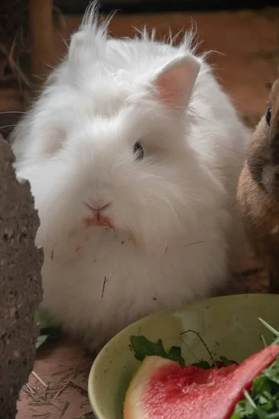 Vertical Closeup Shot Cute White Fluffy Bunny Bowl Food — Stock Photo, Image