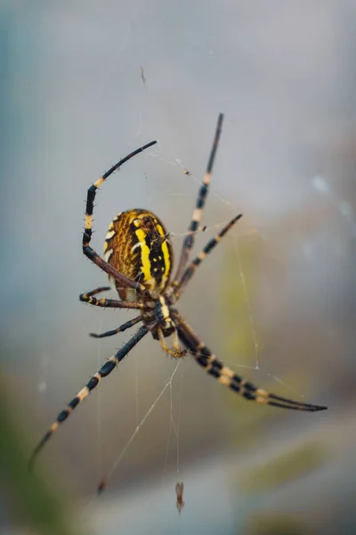 Tiro Vertical Uma Aranha Jardim Amarelo Uma Teia Com Fundo — Fotografia de Stock