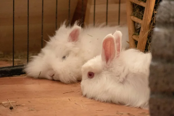 Зйомка Крупним Планом Двох Милих Маленьких Кроликів — стокове фото