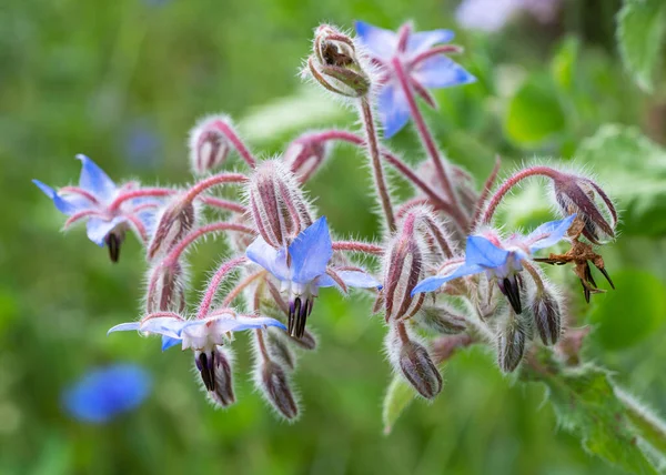 stock image A closeup shot of drying blue cornflowers with green leaves on the background