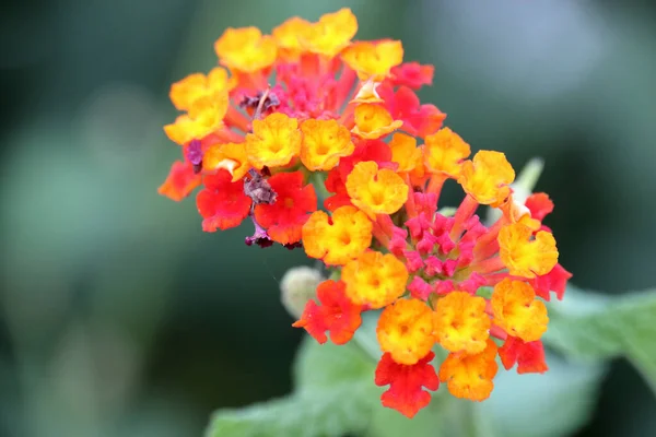 Primo Piano Fiori Lantana — Foto Stock